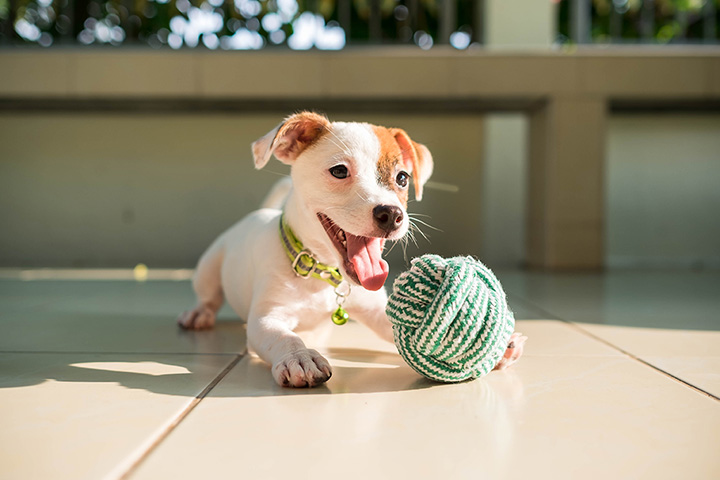 The 10 Best Pet Stores in Colorado