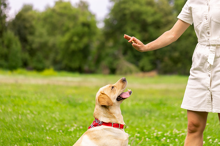 Best sales dog trainers