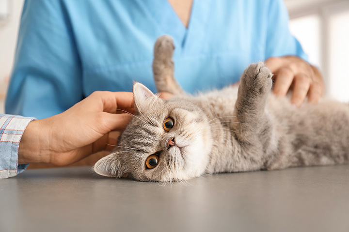 Best veterinarian near me best sale for cats