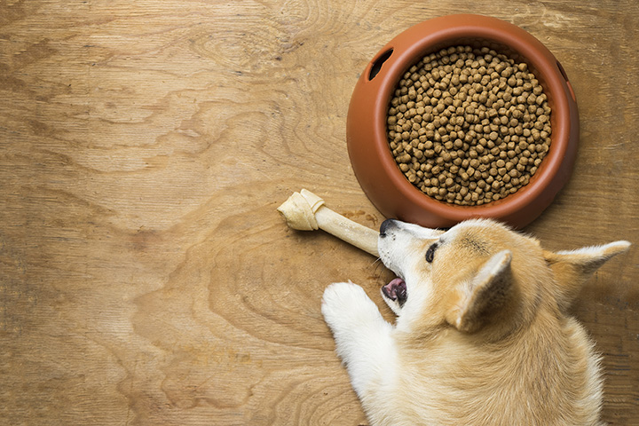 The 9 Best Pet Stores in Iowa