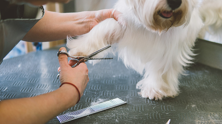 Pet groomers shop in my area