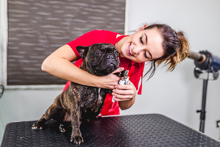 Pet - Grooming / Salon - The puppy Empire