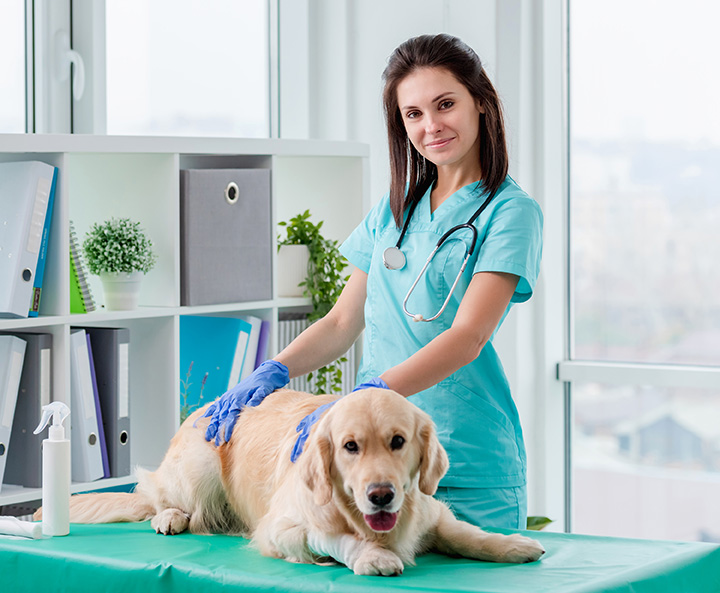 Affordable best sale vet jonesville