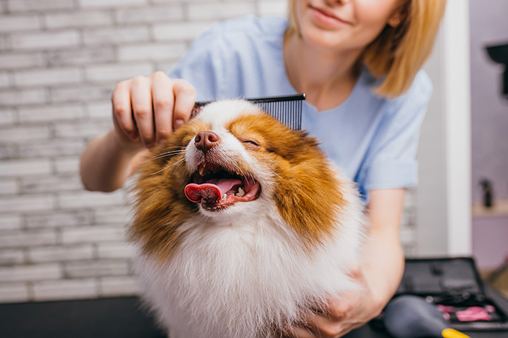 10 Best Pet Groomers in Massachusetts