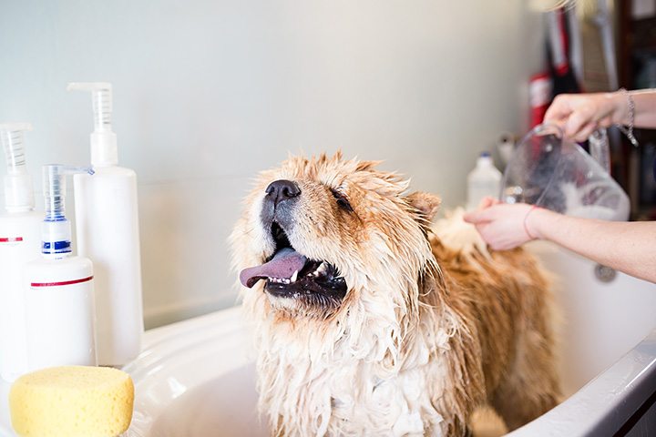 5 Best Pet Groomers in Maryland