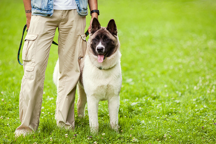 The best dog deals trainer near me