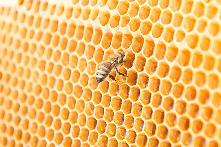 www. - Beekeeping Advice, Best Arizona Honey