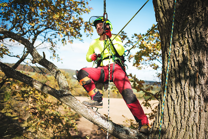 Arborist's Guide to the Best Tree Climbing Harness 