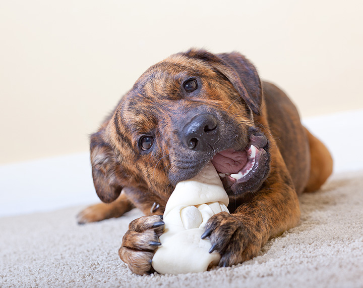 The 8 Best Pet Stores in Minnesota