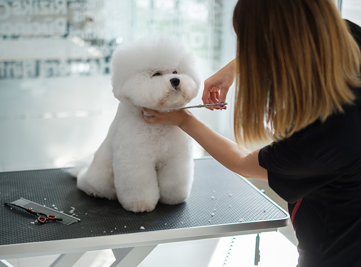 10 Best Pet Groomers In New Hampshire 