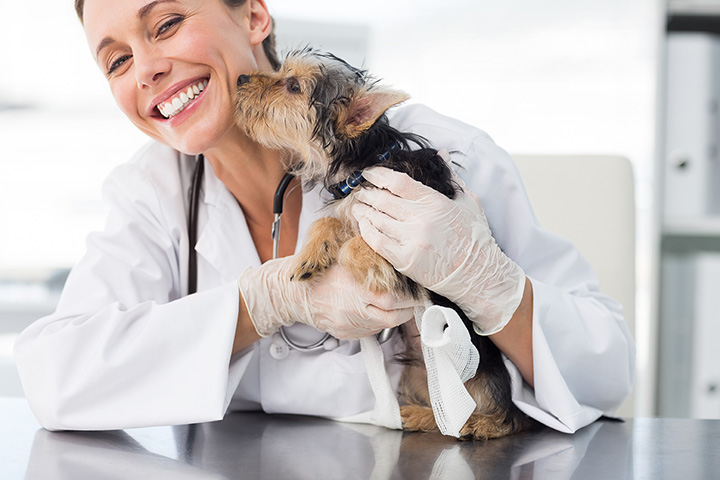 Pet Grooming in Suttons Bay  Suttons Bay Animal Hospital