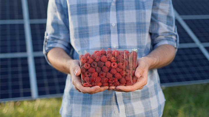 Where to Pick Your Own Strawberries in NJ This Year