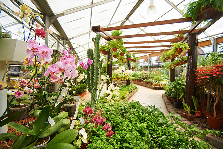 The 8 Best Garden Centers and Nurseries in Nevada!