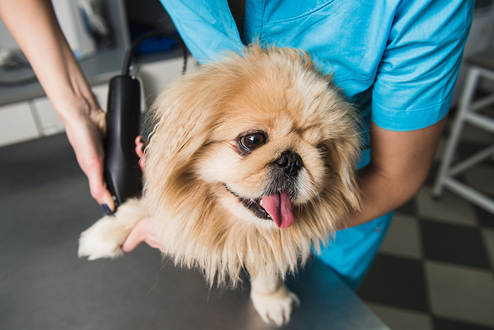 7 Best Pet Groomers in New York