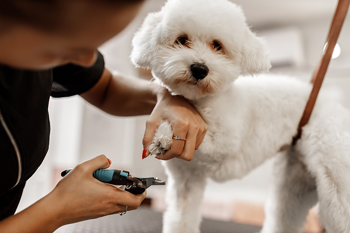 Pet grooming clearance places