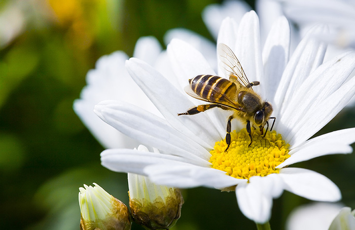 Wildflower Bee Pollen • Pure raw local Oregon Bee-Licious Honey