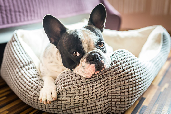 Shrewsbury family pet outlet shop