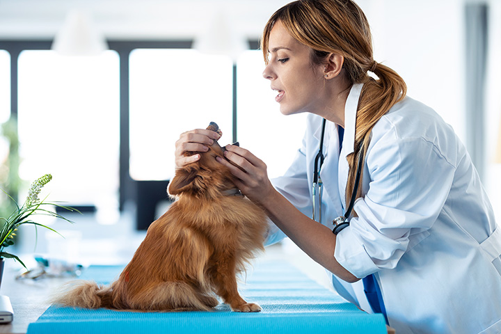 Paradise hills best sale veterinary clinic