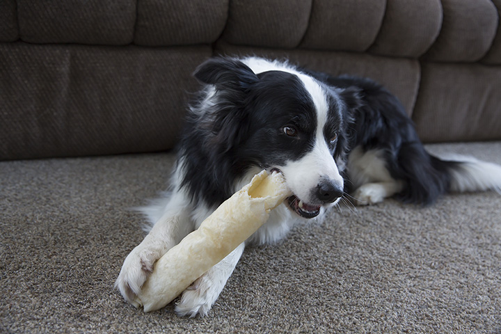 The 6 Best Pet Stores in Rhode Island