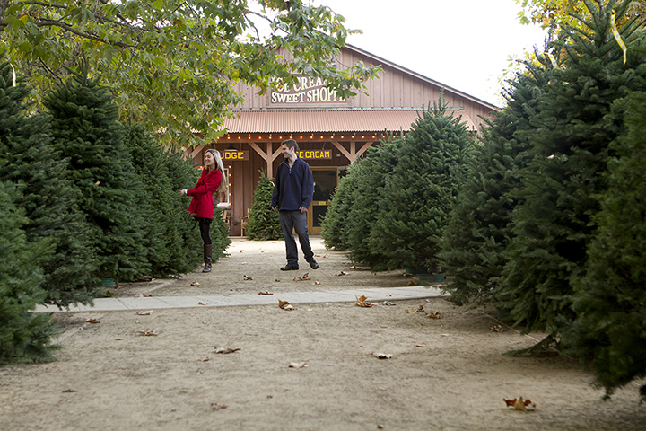 christmas tree farm images