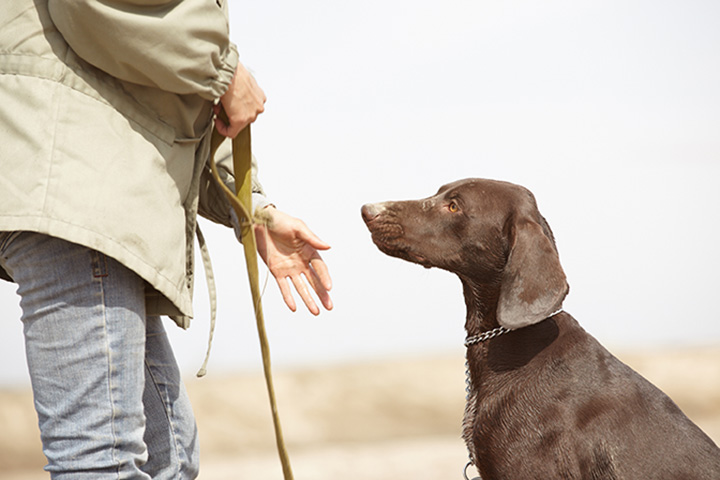 Best dog obedience cheap classes near me